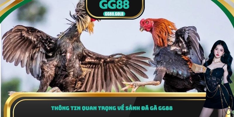 Thông tin quan trọng về sảnh đá gà GG88